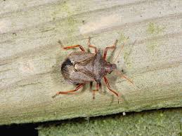 Attēlu rezultāti vaicājumam “Picromerus bidens”