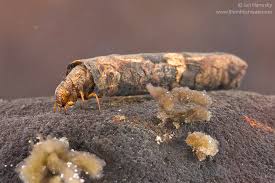 Attēlu rezultāti vaicājumam “Limnephilus larva”