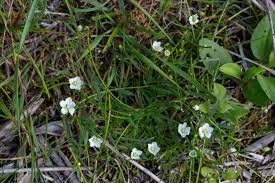 Attēlu rezultāti vaicājumam “Sagina nodosa leaf”