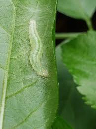 Attēlu rezultāti vaicājumam “Anania coronata”