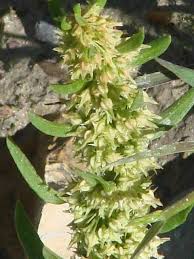 Attēlu rezultāti vaicājumam “Rumex maritimus”