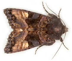 Attēlu rezultāti vaicājumam “Euplexia lucipara”