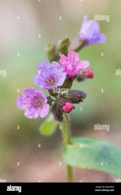 Attēlu rezultāti vaicājumam “Pulmonaria obscura bud”