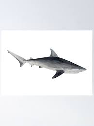 Image result for Carcharhinus acronotus
