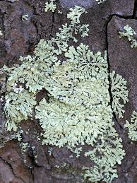 Attēlu rezultāti vaicājumam “Parmeliopsis ambigua”