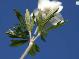 Attēlu rezultāti vaicājumam “Anemone sylvestris leaf”