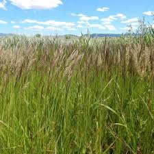 Attēlu rezultāti vaicājumam “Calamagrostis stricta”