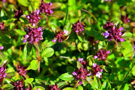 Attēlu rezultāti vaicājumam “Thymus pulegioides flower”