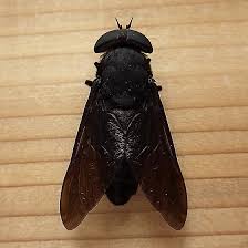 Attēlu rezultāti vaicājumam “Tabanidae”