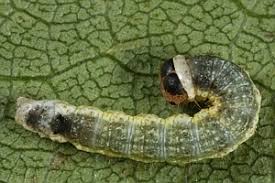 Attēlu rezultāti vaicājumam “Tetheella fluctuosa”