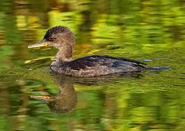 Attēlu rezultāti vaicājumam “Mergus merganser juvenile”