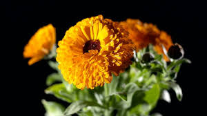 Attēlu rezultāti vaicājumam “Tagetes flower”