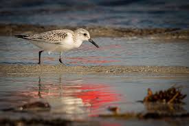 Attēlu rezultāti vaicājumam “Calidris alba adult”