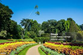 Image result for шри ланка королевский ботанический сад