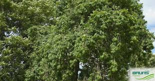 Attēlu rezultāti vaicājumam “Fraxinus excelsior Pendula female flower”