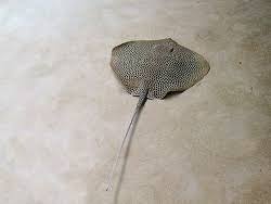 Image result for Himantura uarnak