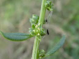 Image result for Beta vulgaris