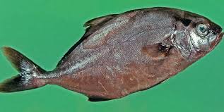 Image result for Caranx latus