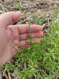 Attēlu rezultāti vaicājumam “Cakile maritima subsp. baltica leaf”