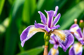 Image result for Iris