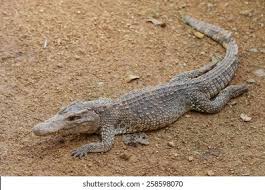 Image result for Crocodylus acutus