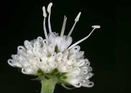 Attēlu rezultāti vaicājumam “Sanicula europaea bud”