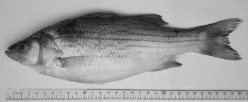 Image result for Morone chrysops