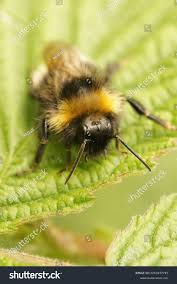 Attēlu rezultāti vaicājumam “Psithyrus sylvestris”