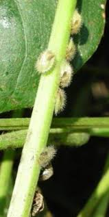 Attēlu rezultāti vaicājumam “Cribraria pertenuis stalked”