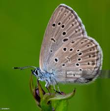 Attēlu rezultāti vaicājumam “Maculinea alcon female”