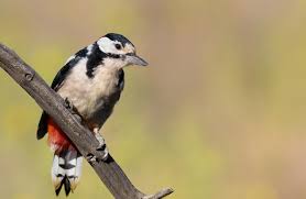 Attēlu rezultāti vaicājumam “Dendrocopos major male”
