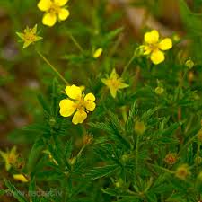 Image result for Potentilla tormentilla