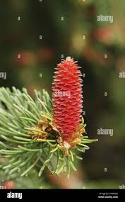 Attēlu rezultāti vaicājumam “Picea abies female flower”