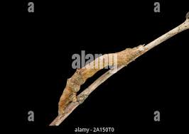 Attēlu rezultāti vaicājumam “Selenia dentaria larva”