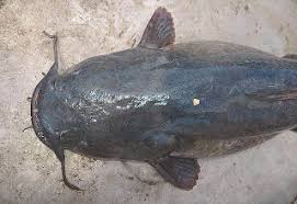 Image result for Pylodictis olivaris