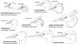 Attēlu rezultāti vaicājumam “Podiceps cristatus juvenile”