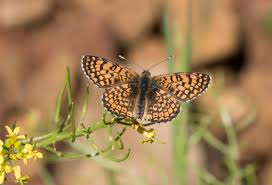 Attēlu rezultāti vaicājumam “Melitaea cinxia underside”