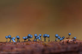 Attēlu rezultāti vaicājumam “Cribraria purpurea macro”