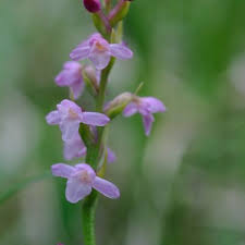 Attēlu rezultāti vaicājumam “Gymnadenia conopsea bud”