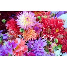 Image result for Dahlia x pinnata `Decorative Giants`