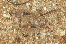 Attēlu rezultāti vaicājumam “Gerridae imago”