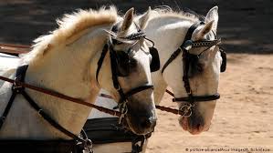 Image result for scheuklappen