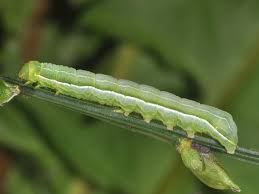 Attēlu rezultāti vaicājumam “Amphipyra livida”