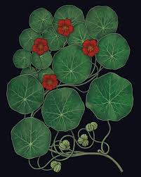 Attēlu rezultāti vaicājumam “Tropaeolum majus leaf”