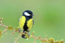 Attēlu rezultāti vaicājumam “Parus major male”