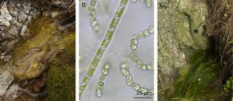 Attēlu rezultāti vaicājumam “Jungermannia sphaerocarpa”