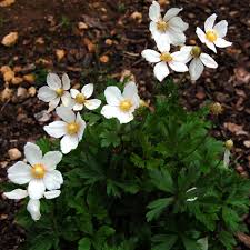 Attēlu rezultāti vaicājumam “Anemone sylvestris leaf”
