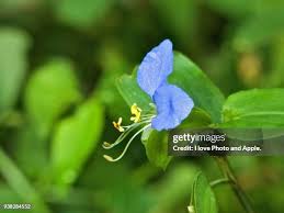 Attēlu rezultāti vaicājumam “Commelina coelestis flower”