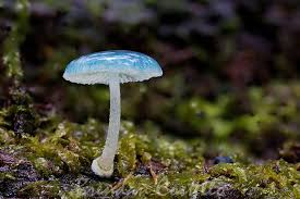 Attēlu rezultāti vaicājumam “Mycena”