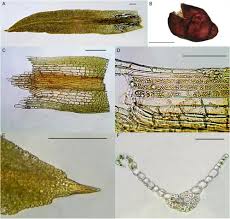 Attēlu rezultāti vaicājumam “Bryoerythrophyllum recurvirostrum sporophyte”